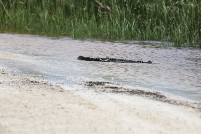 American Alligator (2)
