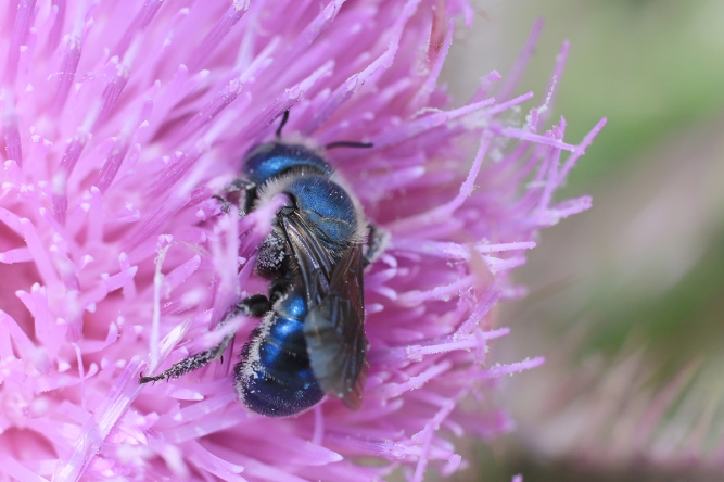 Blue Metallic Mason Bee 3