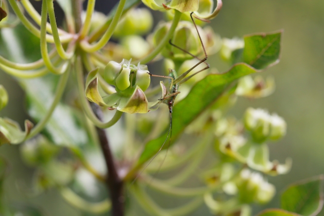 Genus Scudderia - Bush Katydids