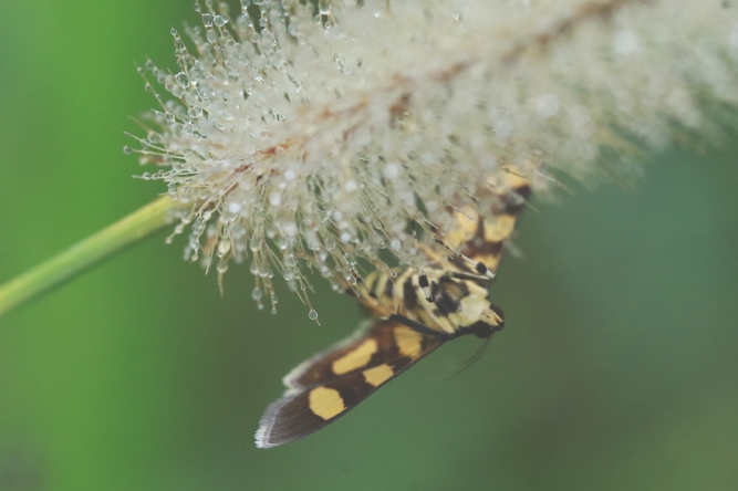 Orange-spotted Flower Moth | Alice Mary Herden | August 2019Orange-spotted Flower Moth | Alice Mary Herden | August 2019