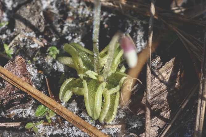 Small Butterwort 4-1