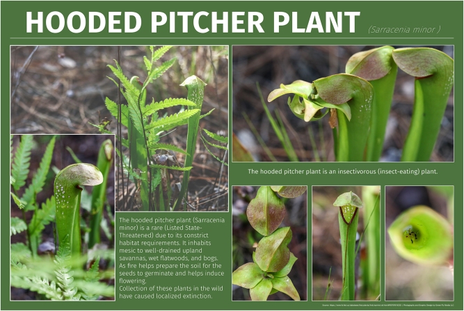 Hooded Pitcher Plant-Small