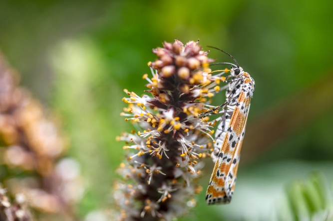 Ornate Bella Moth | Alice Mary Herden