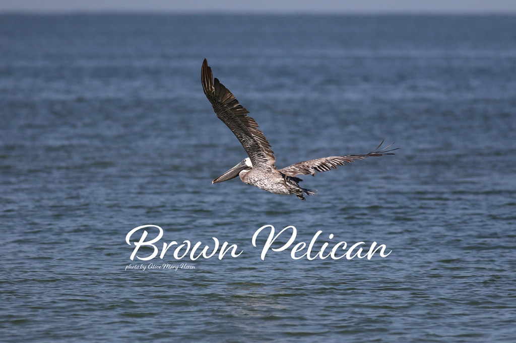 Brown Pelican  | Photo by Alice Mary Herden 