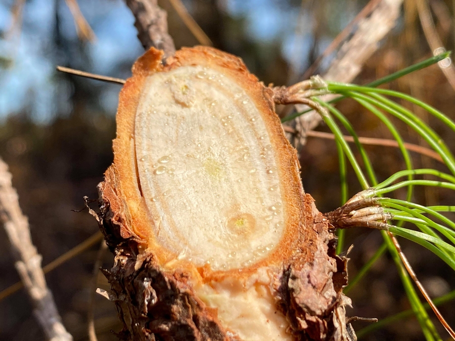 Sap seeping from a live pine tree. photo courtesy of Bryan Ames Area Wildlife Biologist