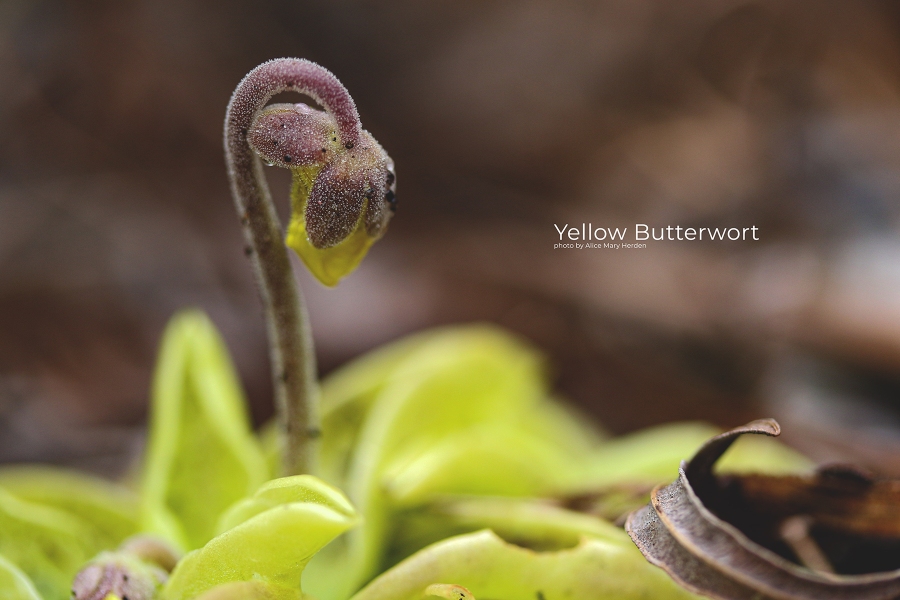 Yellow Butterwort